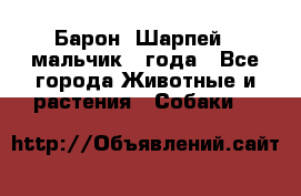 Барон (Шарпей), мальчик 3 года - Все города Животные и растения » Собаки   